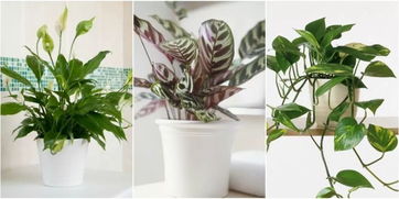 室内灯光能让植物生长吗
