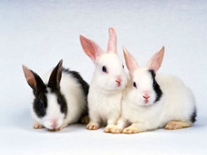 兔子品种区别大吗