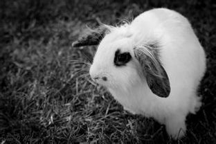 兔子养殖的流程和注意事项