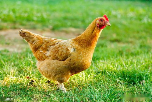 家禽的饲养标准中，使用的有效能指标是什么