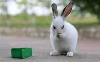 兔子的不同品种