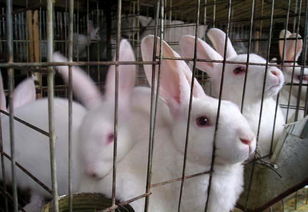 兔子饲养管理制度最新