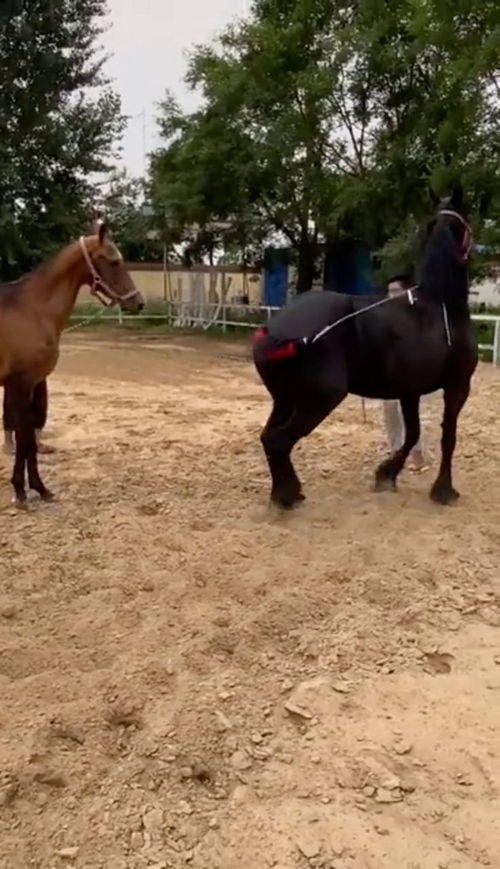 马匹怎样训练才能听话呢