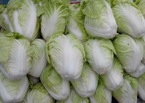 白菜种植：简单易行，营养丰富的蔬菜选择