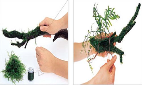 详细水草种植方法