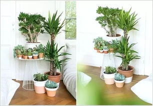 净化空气的室内盆栽植物有哪些无毒