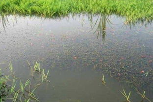 水产养殖环境污染