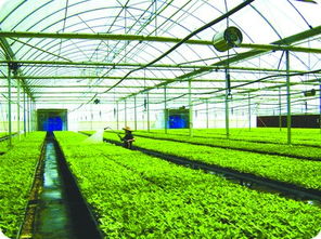 养殖场设计：打造高效、环保、可持续的农业生态