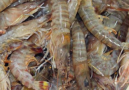 基围虾为什么要少吃，揭秘基围虾：为何要少吃？