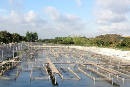 水产养殖疾病系统：守护水产健康与产业可持续发展