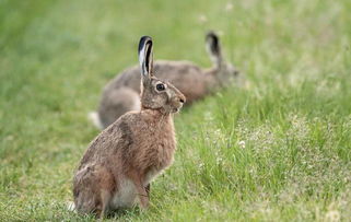 兔子品种选择标准是什么