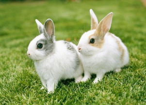 兔子如何繁殖