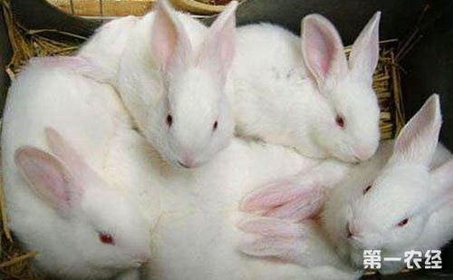 兔子疾病防治方法有哪些