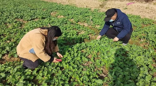 农作物病虫害防治实施方案：最新策略与优化建议