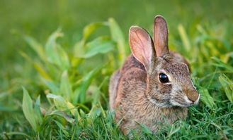 兔子饲养管理制度及流程