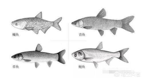 鱼类繁殖过程