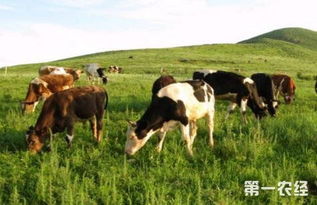 畜牧业环境保护