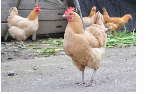 鸡的繁殖技术是什么