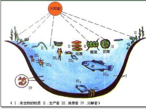 水生生态系统的结构和功能