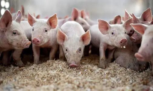 生猪养殖相关政策