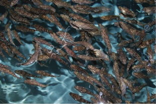 海水养殖鱼种类名称