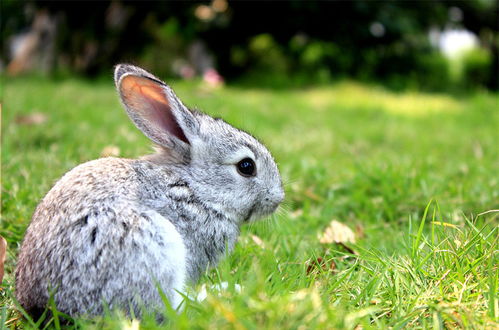 兔子哪种品种最好养活