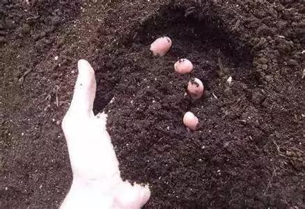 土壤的秘密：有机质与肥力的千丝万缕