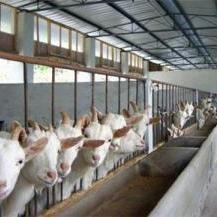 畜牧养殖生产对公共卫生的影响有哪些?