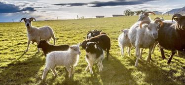 动物福利与畜牧养殖：一种共赢的局面