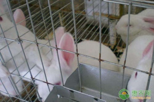 未来10大暴利养殖，明年兔子价格暴涨！