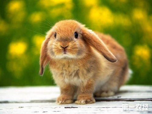 兔子哪个品种好看