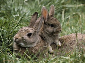 兔子常见病和病症