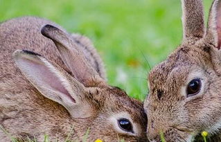 养殖兔子效益