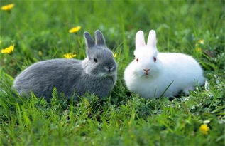 家兔饲料有多种青饲料中如什么什么什么