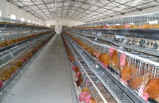 有机养鸡场：未来养鸡行业的黄金产业