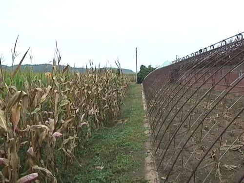 农作物病虫害监测调查：守护农业丰收的坚实屏障
