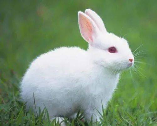 兔子繁殖技术与方法