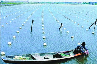 水产养殖创新技术：实现高效益与可持续发展的关键