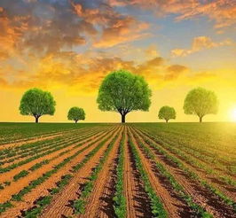 农业生产与环境保护：一个不能忽视的平衡