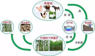 生态循环农业：实现可持续农业的典范