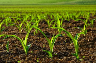 给农作物施肥的作用，产量与品质，实现丰收的关键