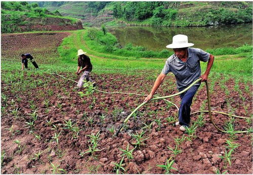 生态农业对农业经济发展的影响，生态农业：农业经济发展的新引擎