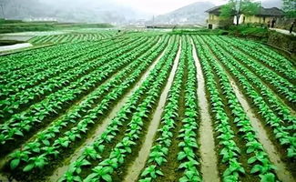 农业可持续发展：实现绿色繁荣的必由之路