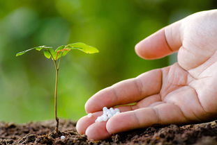 简述作物的施肥原则与施肥技术，作物的施肥原则与施肥技术