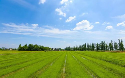 农业绿色发展策略：中国的路径与选择