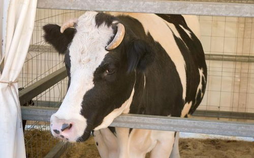动物福利与畜牧养殖的关系论文题目