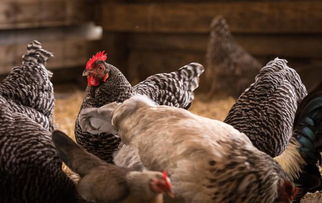 家禽养殖过程中如何做好综合性卫生防疫措施