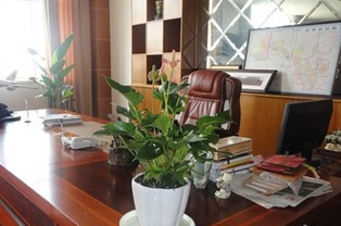 办公室花卉植物
