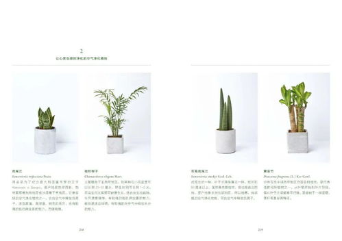 空气净化植物