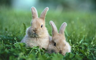 兔子品种选择